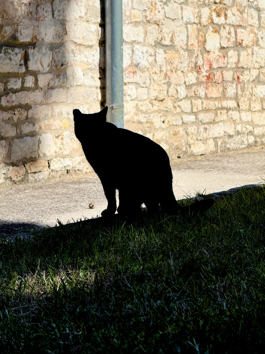 The Cat of Pula