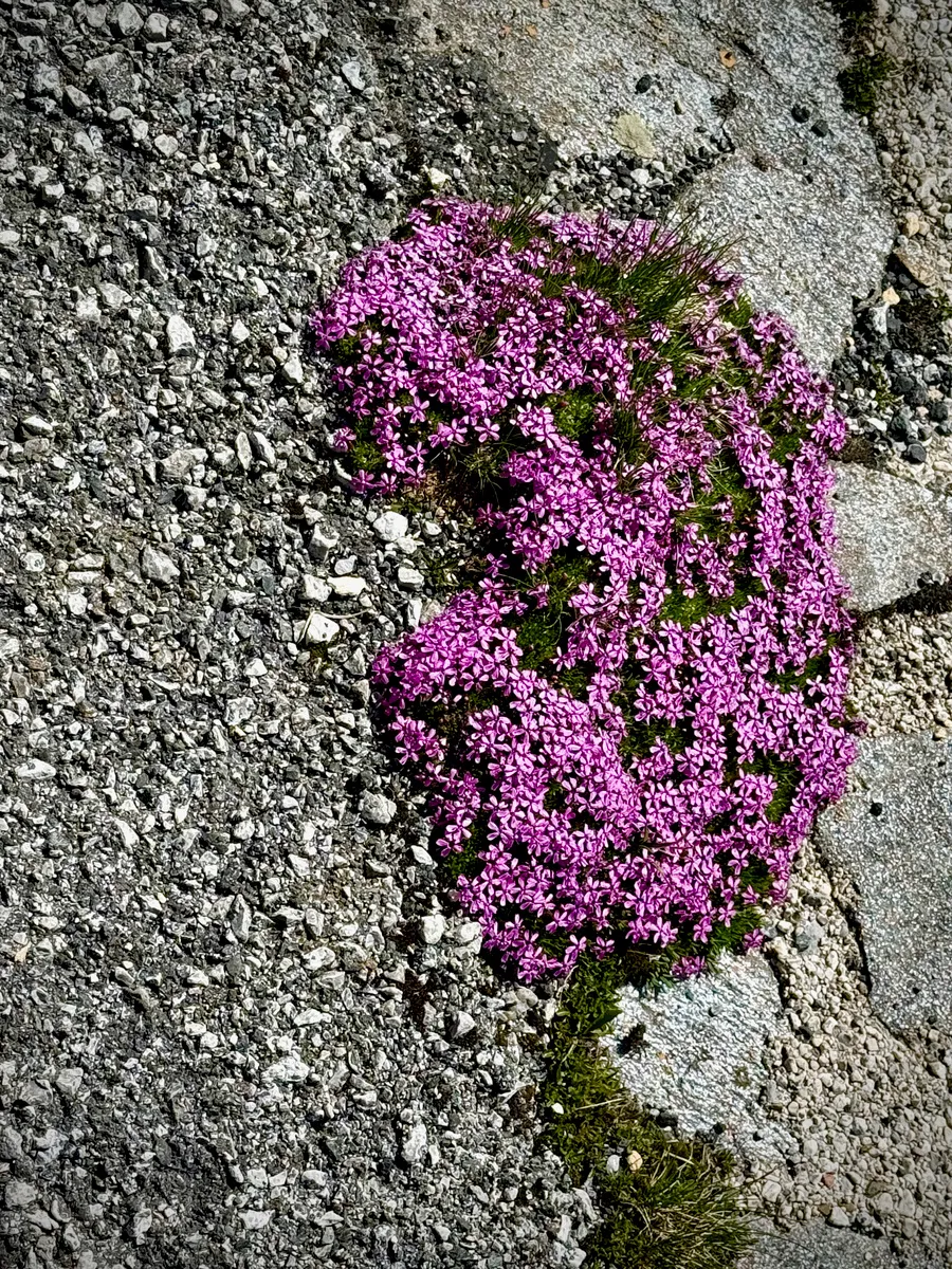 Greenery finding evey spot to grow